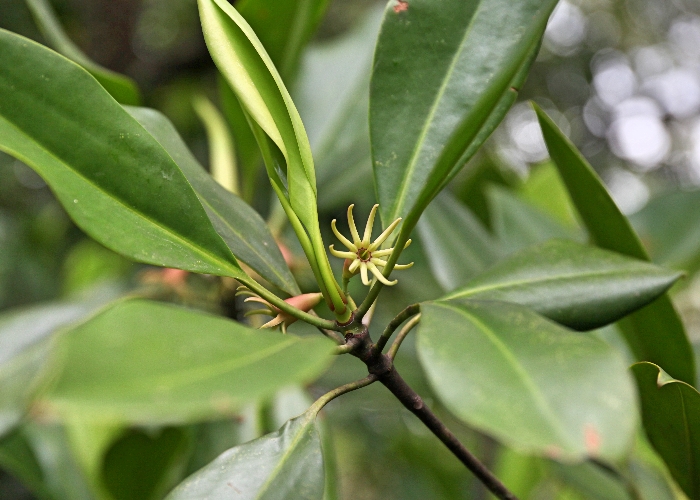 Australian Coastal Plants Rhizopheraceae